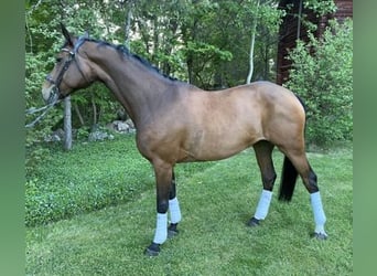 Oldenburgo, Yegua, 6 años, 164 cm, Castaño