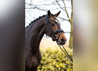 Oldenburgo, Yegua, 6 años, 164 cm, Castaño oscuro