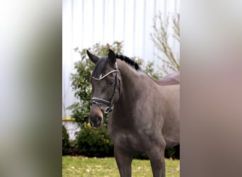 Oldenburgo, Yegua, 6 años, 164 cm, Negro