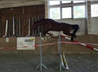 Oldenburgo, Yegua, 6 años, 165 cm, Castaño