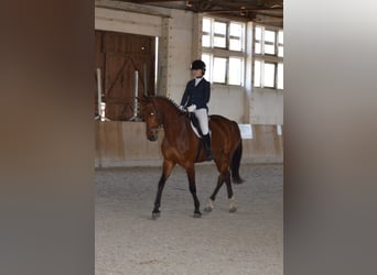 Oldenburgo, Yegua, 6 años, 165 cm, Castaño