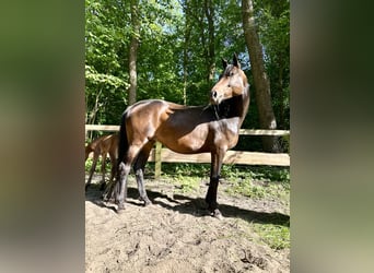 Oldenburgo, Yegua, 6 años, 165 cm, Castaño oscuro