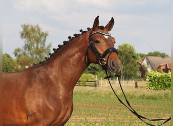 Oldenburgo, Yegua, 6 años, 165 cm, Negro