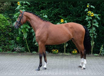 Oldenburgo, Yegua, 6 años, 166 cm, Castaño