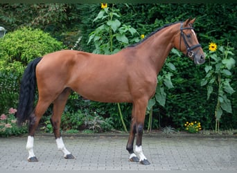 Oldenburgo, Yegua, 6 años, 166 cm, Castaño