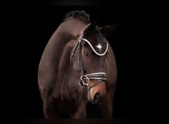 Oldenburgo, Yegua, 6 años, 166 cm, Castaño oscuro