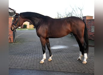 Oldenburgo, Yegua, 6 años, 166 cm, Castaño oscuro
