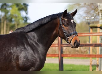 Oldenburgo, Yegua, 6 años, 166 cm, Castaño oscuro