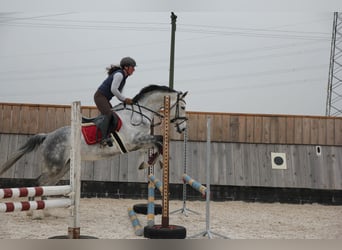Oldenburgo, Yegua, 6 años, 166 cm, Tordo rodado