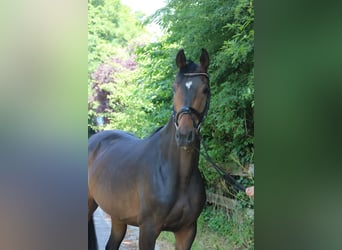 Oldenburgo, Yegua, 6 años, 167 cm, Castaño oscuro