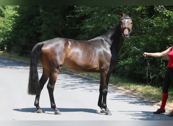 Oldenburgo, Yegua, 6 años, 167 cm, Castaño oscuro