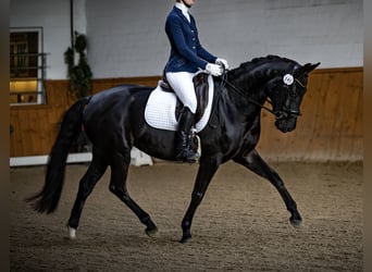 Oldenburgo, Yegua, 6 años, 167 cm, Morcillo