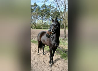 Oldenburgo, Yegua, 6 años, 168 cm, Castaño oscuro