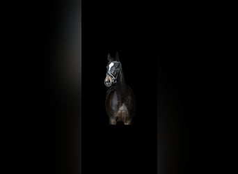 Oldenburgo, Yegua, 6 años, 168 cm, Castaño oscuro