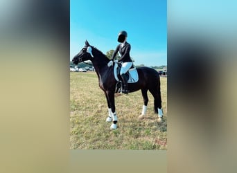 Oldenburgo, Yegua, 6 años, 168 cm, Negro