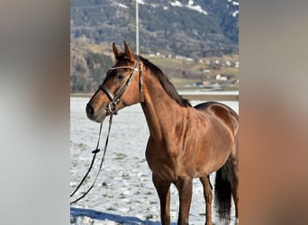 Oldenburgo, Yegua, 6 años, 169 cm, Alazán-tostado
