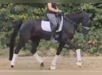 Oldenburgo, Yegua, 6 años, 169 cm, Negro