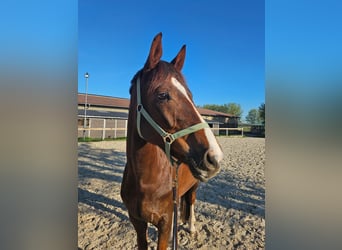 Oldenburgo, Yegua, 6 años, 170 cm, Alazán-tostado