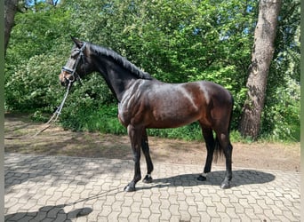 Oldenburgo, Yegua, 6 años, 170 cm, Castaño oscuro