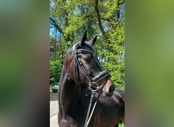 Oldenburgo, Yegua, 6 años, 170 cm, Castaño oscuro