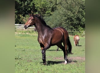 Oldenburgo, Yegua, 6 años, 170 cm, Castaño oscuro