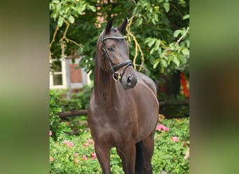 Oldenburgo, Yegua, 6 años, 170 cm, Negro