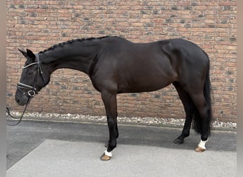 Oldenburgo, Yegua, 6 años, 170 cm, Negro