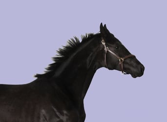 Oldenburgo, Yegua, 6 años, 170 cm, Negro