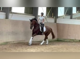 Oldenburgo, Yegua, 6 años, 172 cm, Alazán-tostado