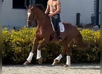 Oldenburgo, Yegua, 6 años, 172 cm, Alazán-tostado