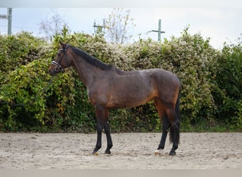 Oldenburgo, Yegua, 6 años, 172 cm, Castaño oscuro