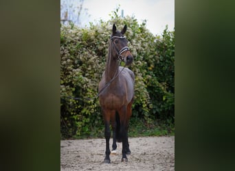 Oldenburgo, Yegua, 6 años, 172 cm, Castaño oscuro