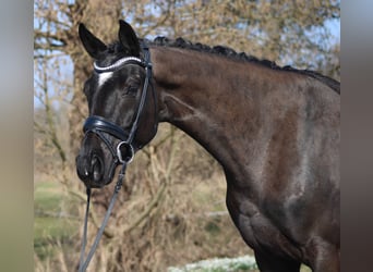 Oldenburgo, Yegua, 6 años, 172 cm, Negro