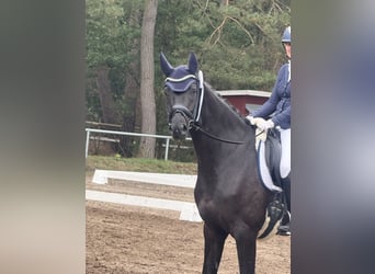 Oldenburgo, Yegua, 6 años, 172 cm, Negro