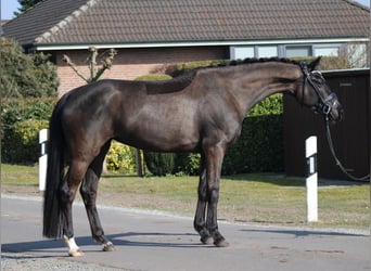 Oldenburgo, Yegua, 6 años, 172 cm, Negro