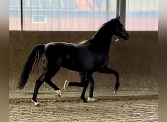 Oldenburgo, Yegua, 6 años, 172 cm, Negro