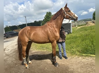 Oldenburgo, Yegua, 6 años, 173 cm, Castaño