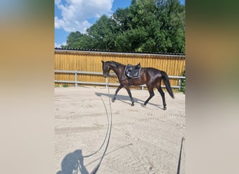 Oldenburgo, Yegua, 6 años, 180 cm, Morcillo