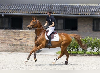 Oldenburgo, Yegua, 7 años, 160 cm, Alazán