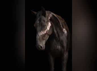 Oldenburgo, Yegua, 7 años, 163 cm, Negro