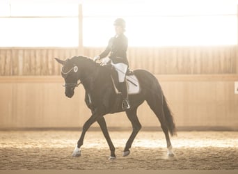Oldenburgo, Yegua, 7 años, 164 cm, Negro