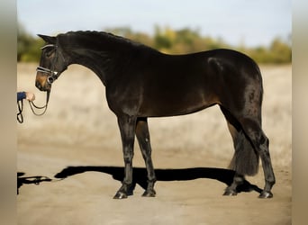 Oldenburgo, Yegua, 7 años, 165 cm, Castaño Oldenburgo, Yegua, 7 años, 165 cm, Castaño