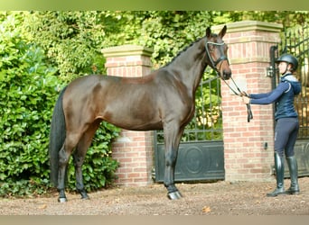 Oldenburgo, Yegua, 7 años, 165 cm, Castaño oscuro