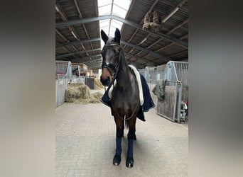 Oldenburgo, Yegua, 7 años, 165 cm, Castaño oscuro