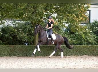 Oldenburgo, Yegua, 7 años, 165 cm, Negro