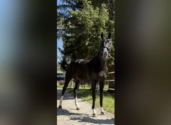 Oldenburgo, Yegua, 7 años, 165 cm, Negro