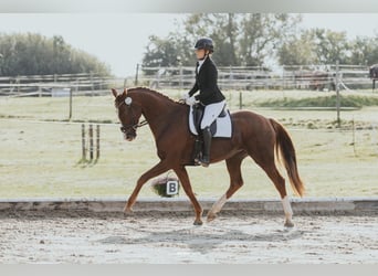 Oldenburgo, Yegua, 7 años, 166 cm, Alazán-tostado