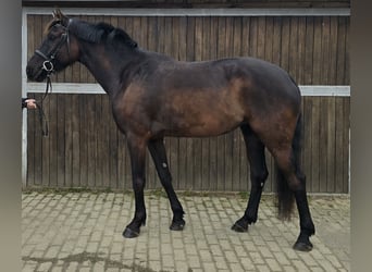 Oldenburgo, Yegua, 7 años, 166 cm, Castaño oscuro