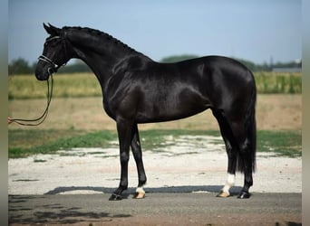 Oldenburgo, Yegua, 7 años, 168 cm, Negro