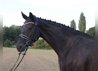 Oldenburgo, Yegua, 7 años, 168 cm, Negro